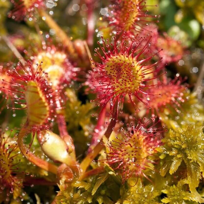 Sundew Seeds for Planting – Carnivorous Plant Seeds for Home Gardens