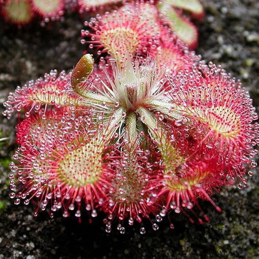 Sundew Tamlin Seeds