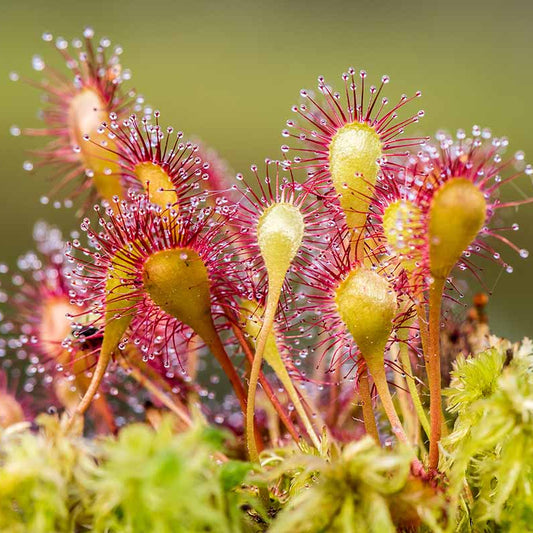 Sundew seeds - Flower Plant for Home Gardens