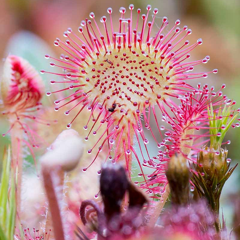 Sundew seeds - Flower Plant for Home Gardens