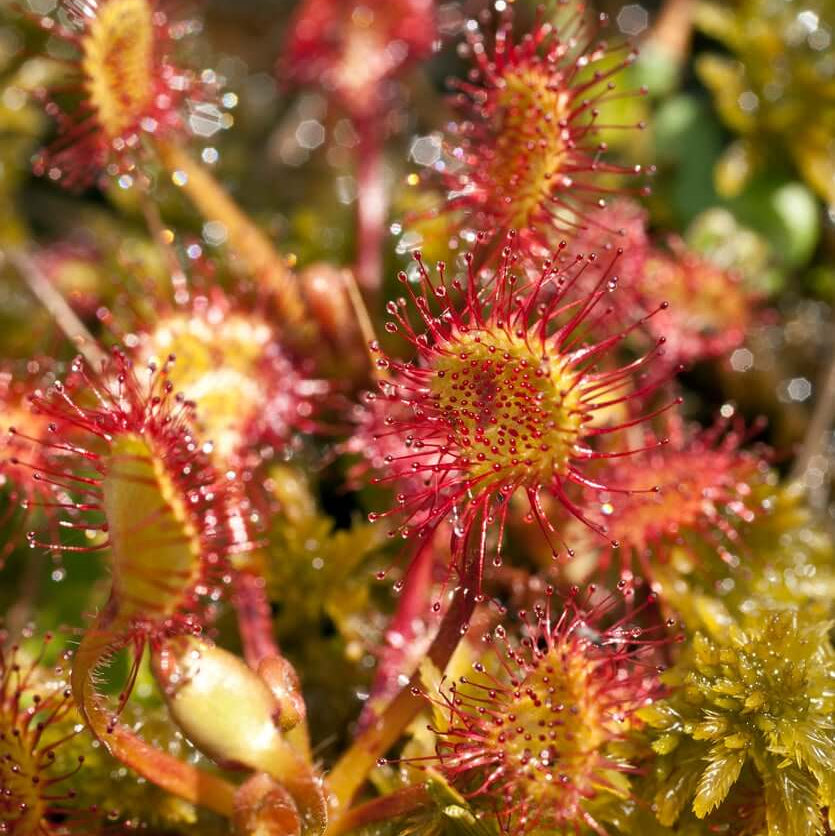 Sundew seeds - Flower Plant for Home Gardens