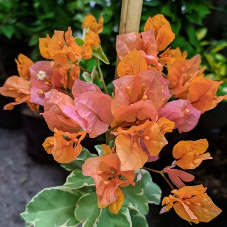 Sundown Bougainvillea Seeds - Tropical Flower Plant for Home Gardens