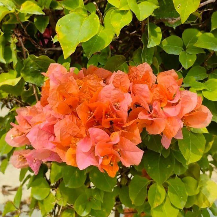 Sundown Bougainvillea Seeds - Tropical Flower Plant for Home Gardens