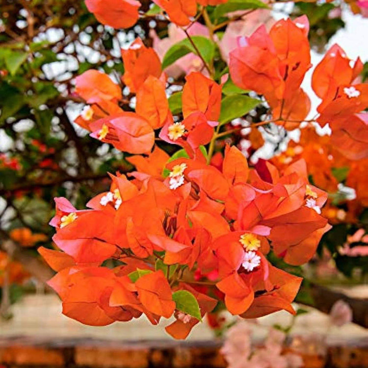 Sundown Bougainvillea Seeds - Tropical Flower Plant for Home Gardens
