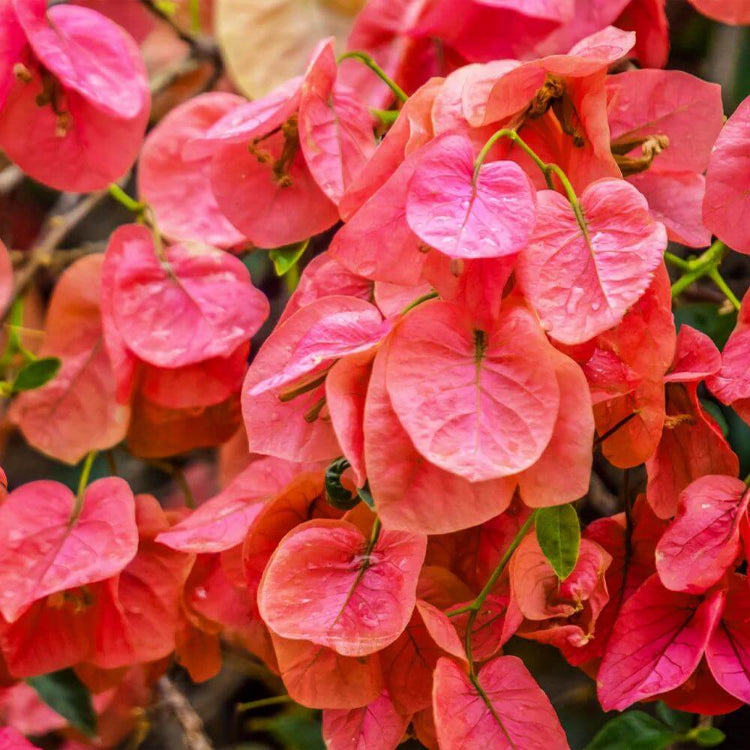 Sundown Bougainvillea Seeds - Tropical Flower Plant for Home Gardens