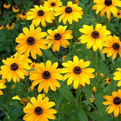 Sunflower Seeds - Flower Plant