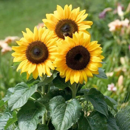 Sunflower Seeds - Flower Plant