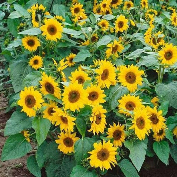 Sunflower Seeds - Flower Plant