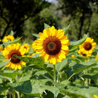 Sunflower Seeds 