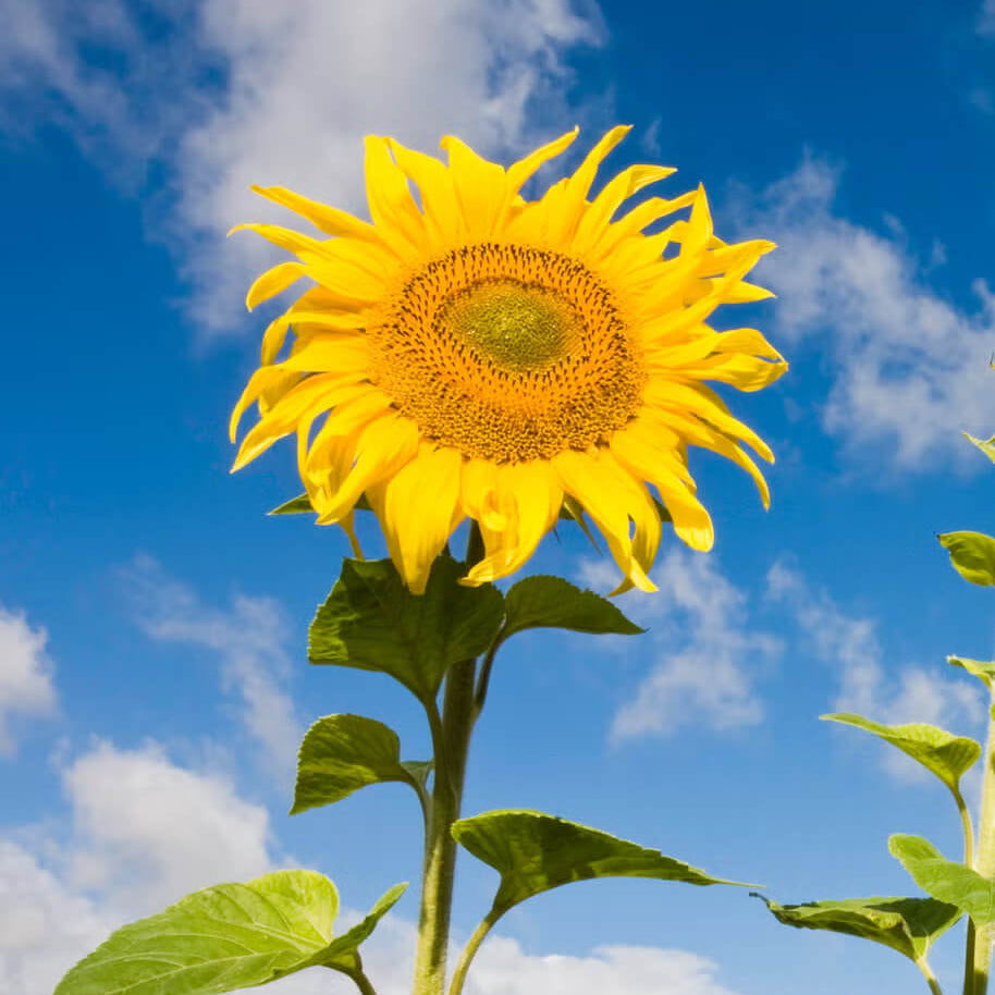Sunflower Seeds 