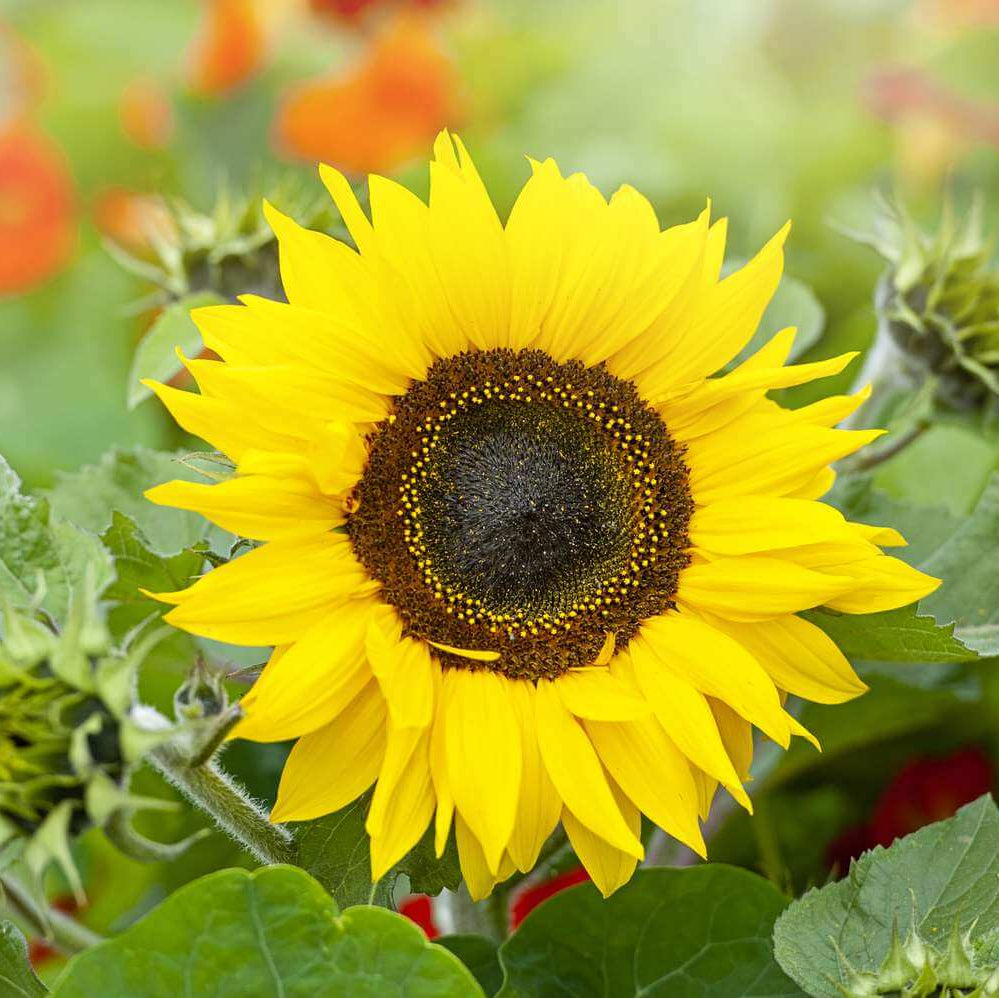Sunflower Seeds 