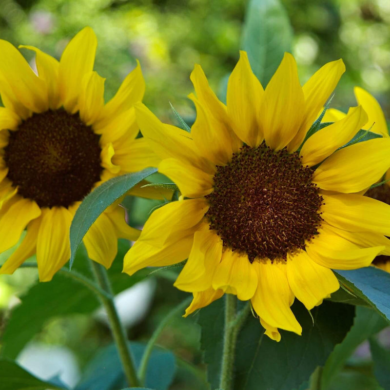 Sunflower Seeds 