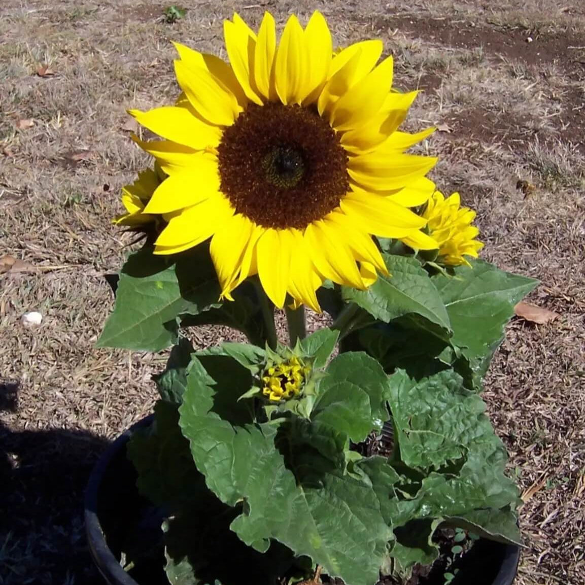 Sunflower Seeds For Planting