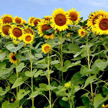 Sunflower Seeds For Planting