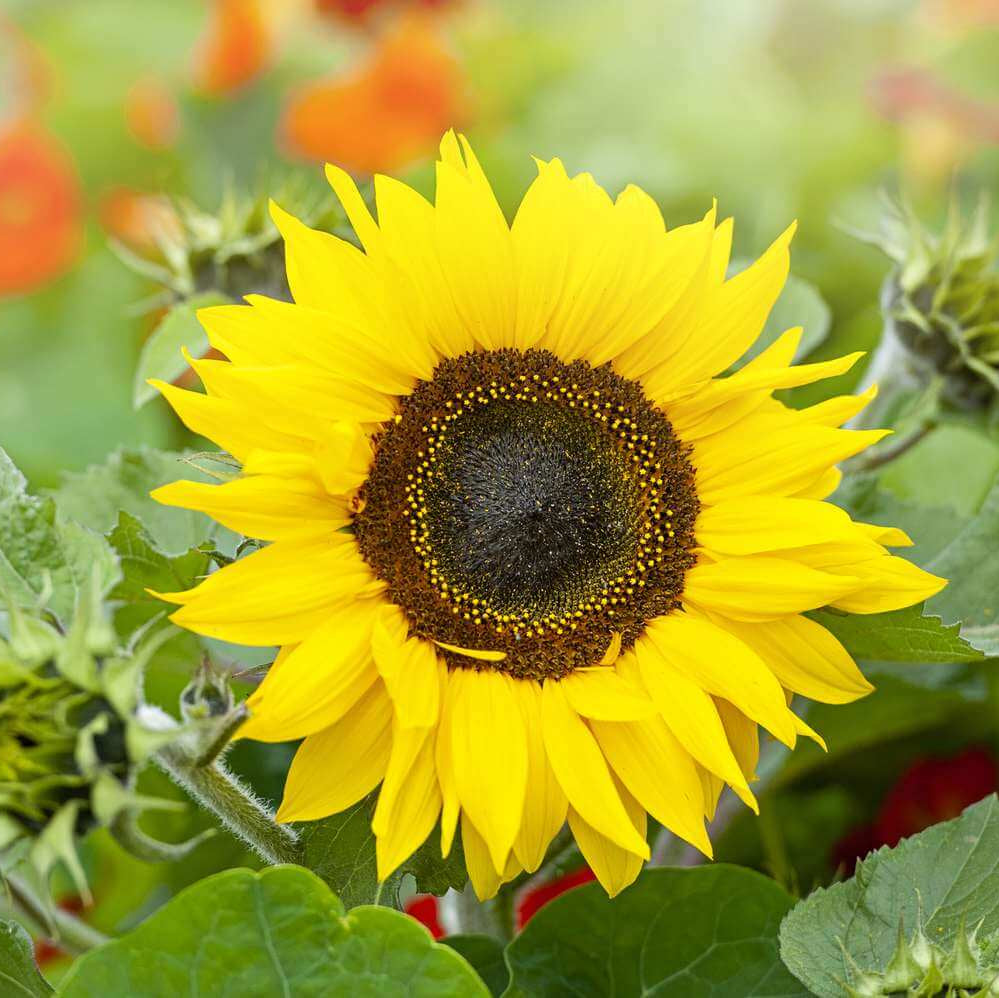 Sunflower Seeds For Planting