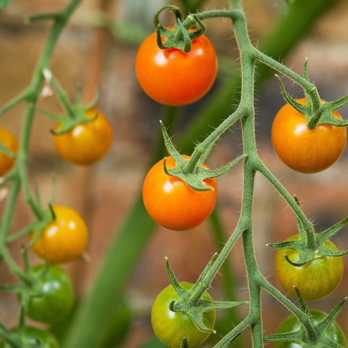 Sungold  tomato seeds - Vegetable Plant