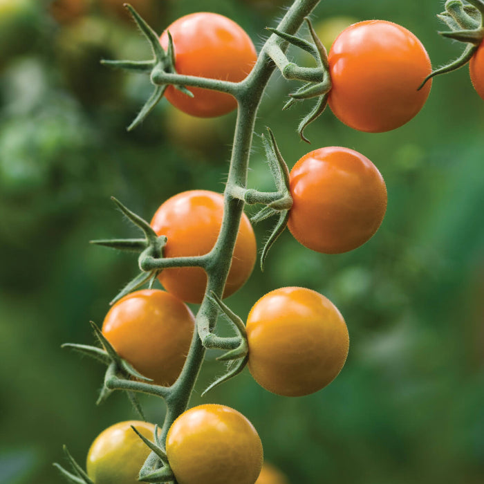 Sungold  tomato seeds - Vegetable Plant