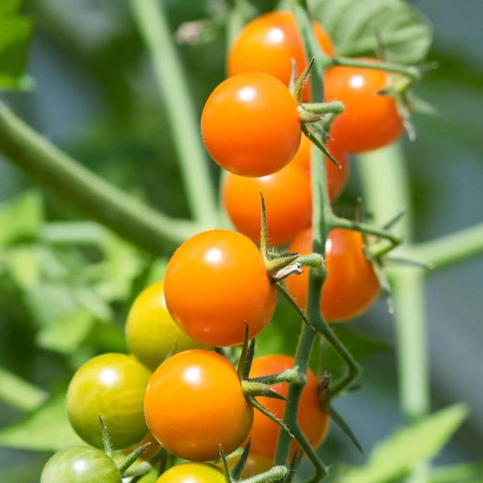 Sungold  tomato seeds - Vegetable Plant