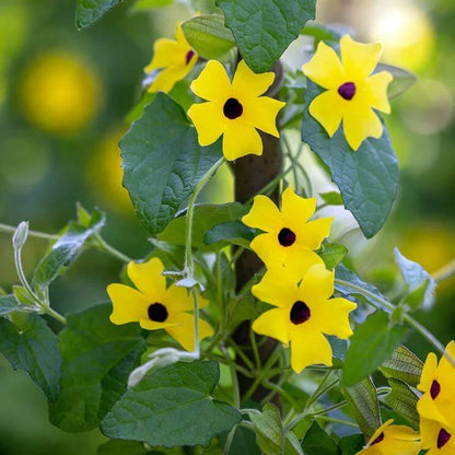 Sunny Lemon Star Thunbergia Seeds - Heirloom Flower Plant for Home Gardens