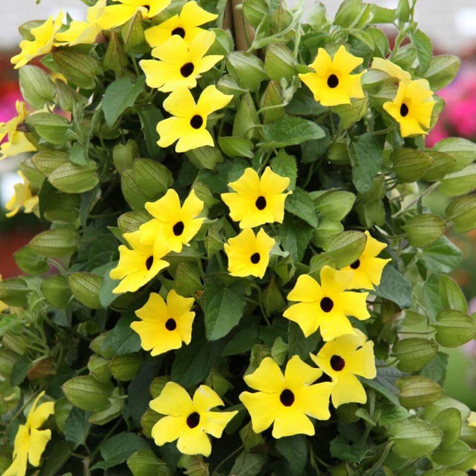 Sunny Lemon Star Thunbergia Seeds - Heirloom Flower Plant for Home Gardens