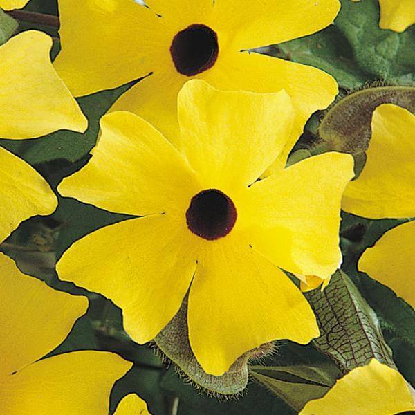 Sunny Lemon Star Thunbergia Seeds - Heirloom Flower Plant for Home Gardens