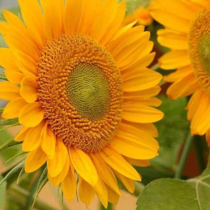 Sunrich Sunflower Seeds - Flower Plant