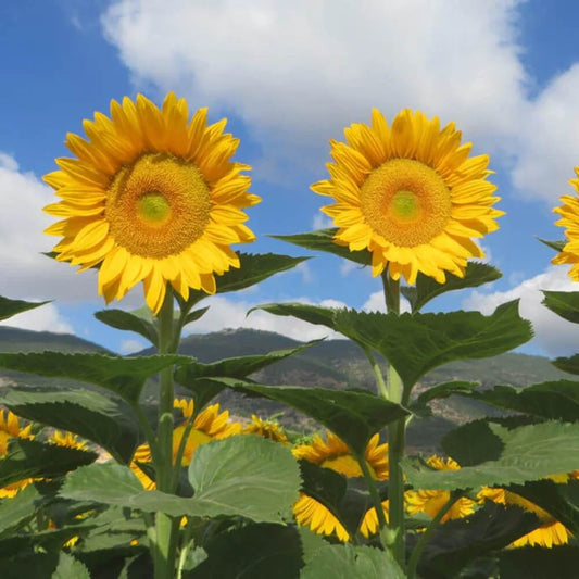 Sunrich Sunflower Seeds - Flower Plant