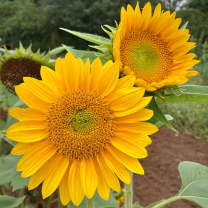 Sunrich Sunflower Seeds - Flower Plant