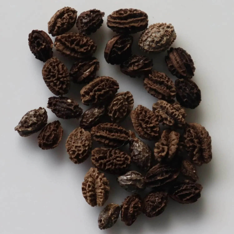  Sunrise Papaya Seeds