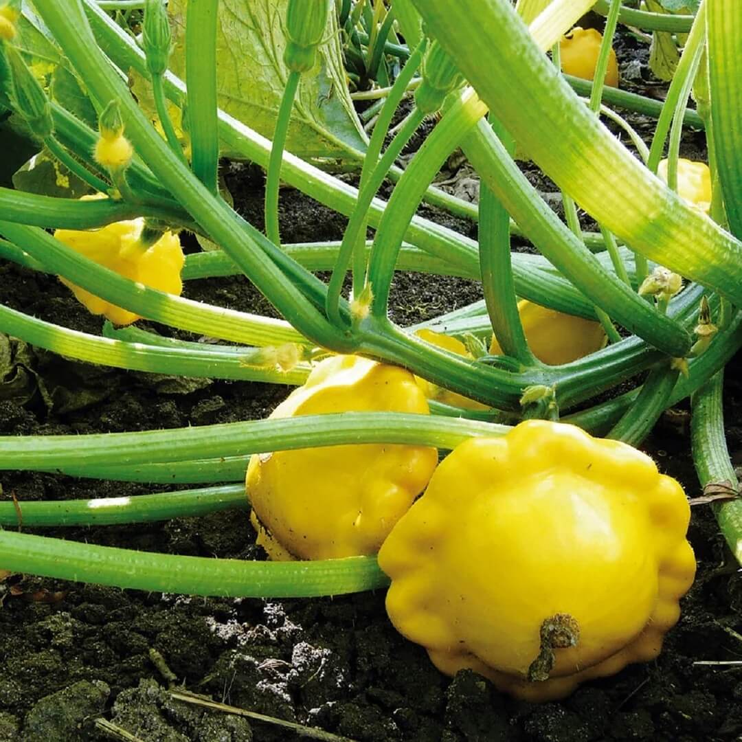 Sunseanse F1 Pumpkin Seeds