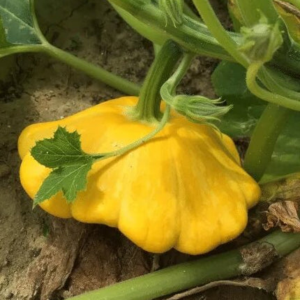 Sunseanse F1 Pumpkin Seeds