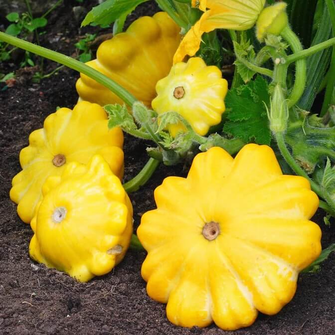 Sunseanse F1 Pumpkin Seeds