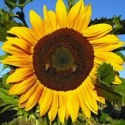 Sunzilla Giant Sunflower Seeds 