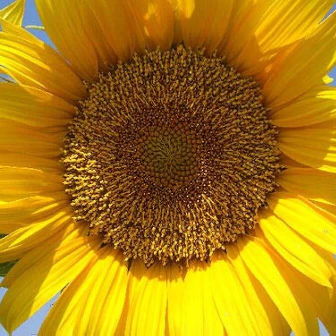 Sunzilla Giant Sunflower Seeds 