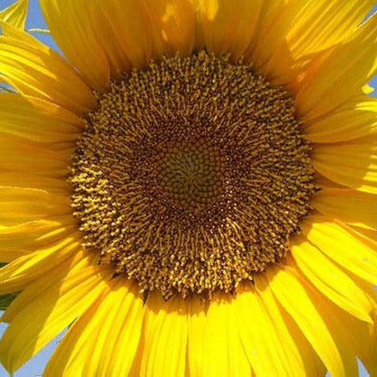 Sunzilla Giant Sunflower Seeds 