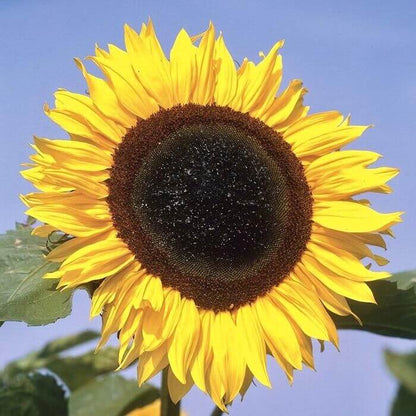 Sunzilla Giant Sunflower Seeds 