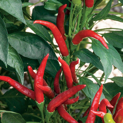 Super Chili Pepper Seeds - Vegetable Plant