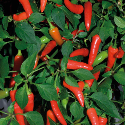 Super Chili Pepper Seeds - Vegetable Plant