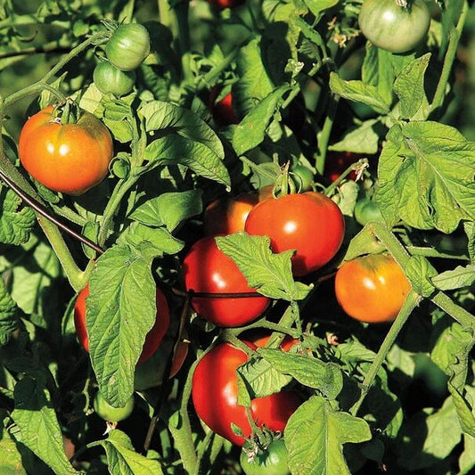 Super Fantastic Tomato Seeds