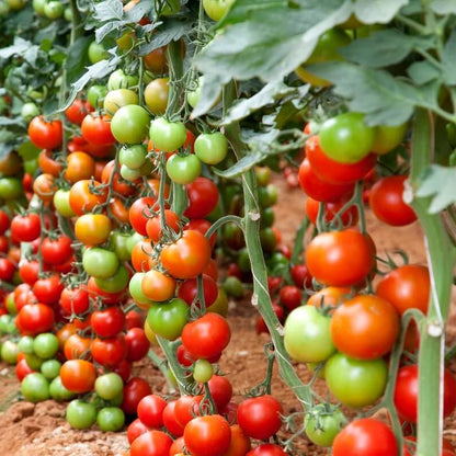 Super Fantastic Tomato Seeds