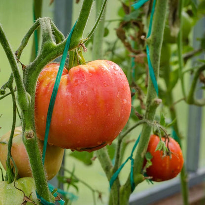 Super Fantastic Tomato Seeds