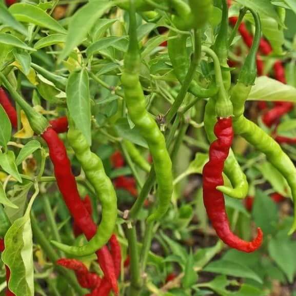 Super Hot Pepper Seeds