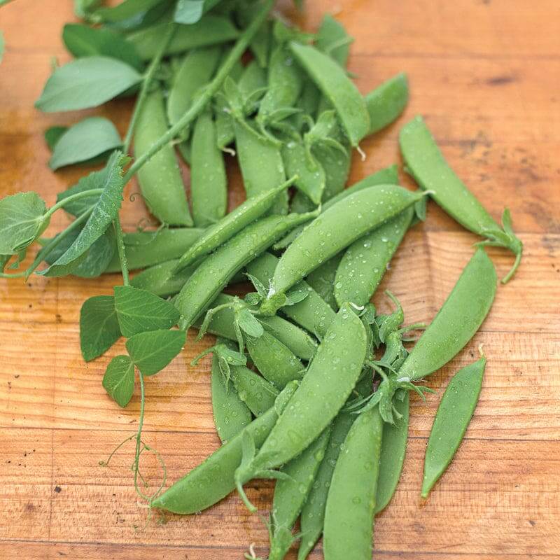 Super Sugar snap pea seeds - Vegetable Plant