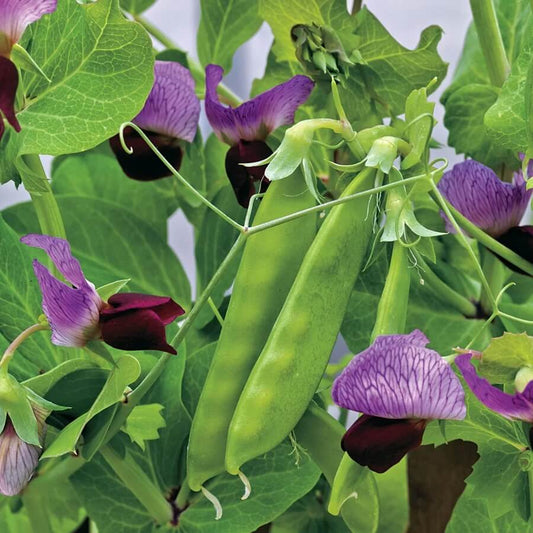 Super Sugar snap pea seeds - Vegetable Plant