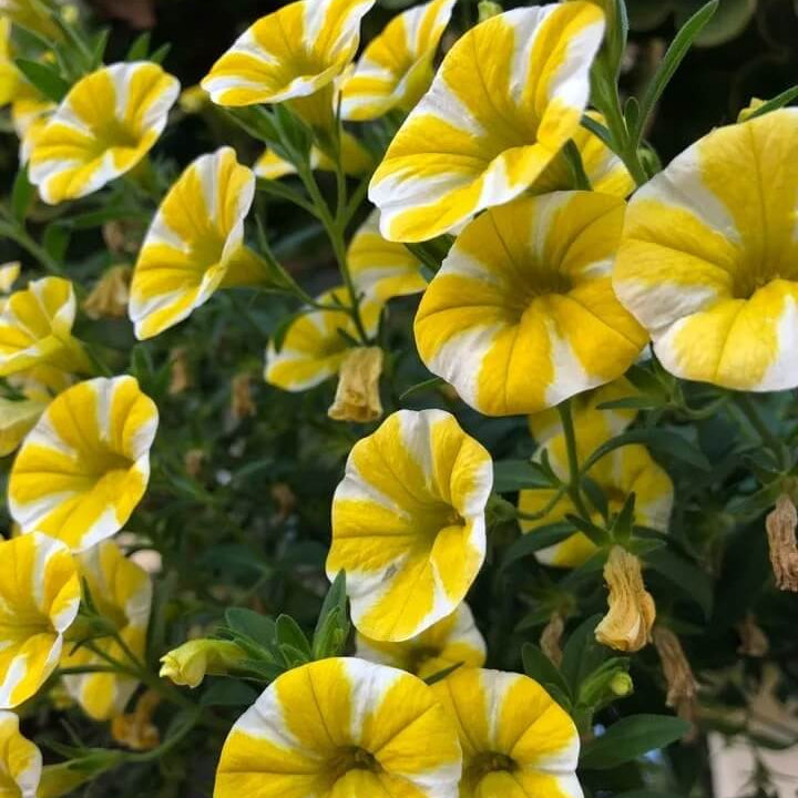 Super bell Lemon Slice Calibrachoa Seeds