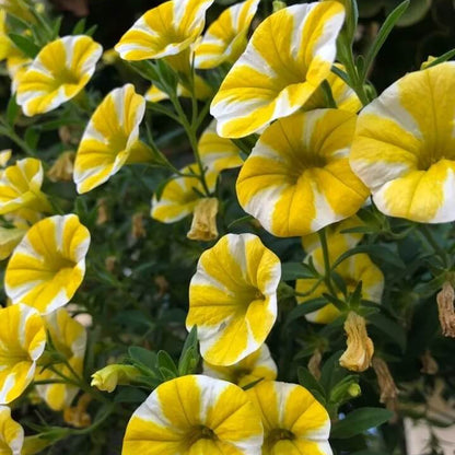 Super bell Lemon Slice Calibrachoa Seeds