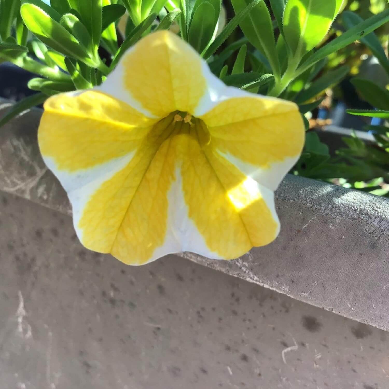 Super bell Lemon Slice Calibrachoa Seeds