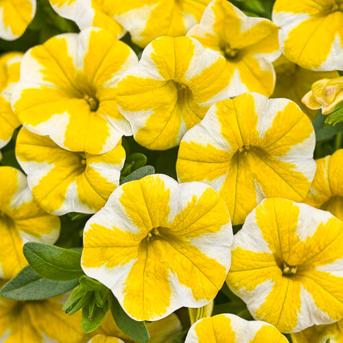 Super bell Lemon Slice Calibrachoa Seeds