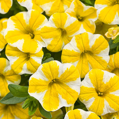 Super bell Lemon Slice Calibrachoa Seeds