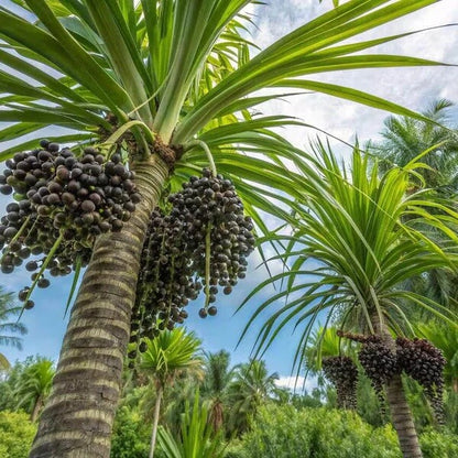 Superfruit Açaí Seeds
